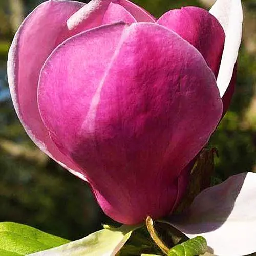 Магнолія "Lennei" (Лінней) (187629) 1 саженец - фото 2