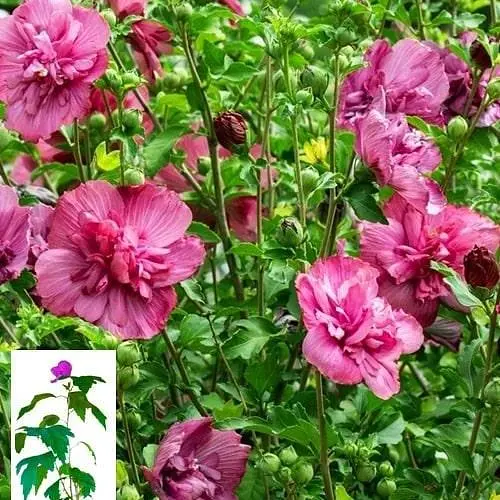 Гибискус сирийский "Magenta Chiffon" С2 высота 45-70 см (62132) 1 саженец - фото 3
