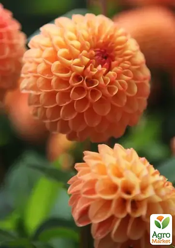 Жоржина "Souvenir Dete" (176116) 1 шт - фото 3