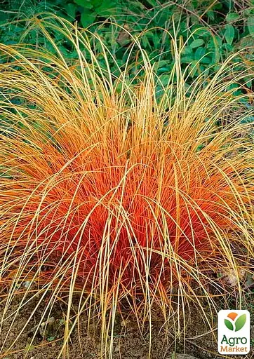 Осока теракотова "Prairie Fire" вазон С2 висота 20-40см (153284) 1 саженец - фото 2