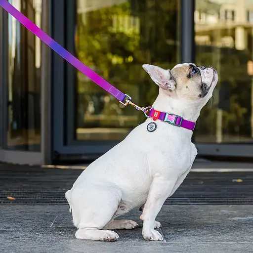 Нашийник для собак нейлоновий Waudog Nylon з QR адресником Recycled M 2х28-40 см фіолетовий - фото 4