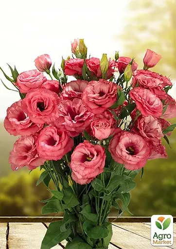 Эустома махровая "Advantage Cherry Sorbet" укоренена в контейнере Р9 (51984) 1 саженец - фото 2