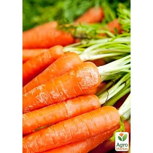 Морква "Суміш кращих популярних сортів" ТМ "Весна"  15г (45525) - фото 2