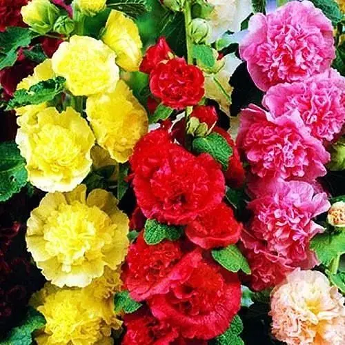 Мальва махрова суміш (у банці) ТМ "Весна Органік" 3г (46721) - фото 1