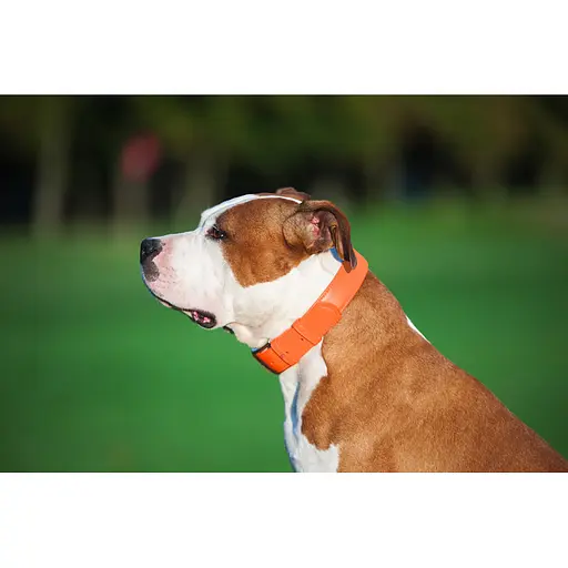 Ошейник для собак кожаный Waudog Glamour с QR-паспортом без украшений L Ш 25 мм Д 38-49 см оранжевый - фото 4