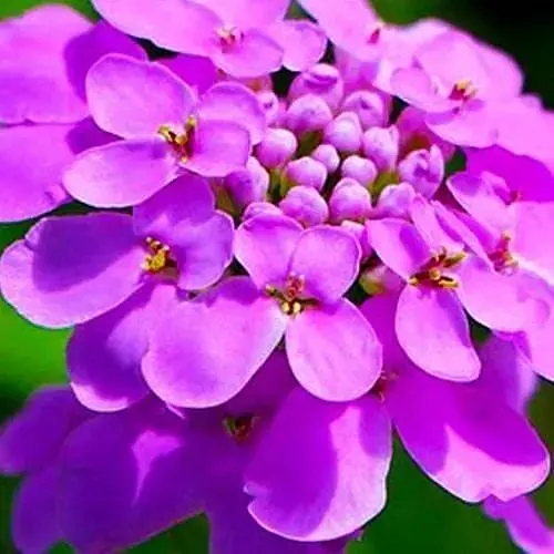 Іберіс бузковий (у банці) ТМ "Весна Органік" 3г (46909) - фото 1