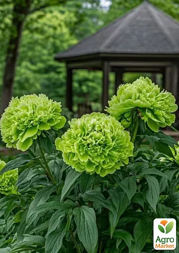 Пион древовидный Dou Lv (Китай саженец 2 года) (190792) 1 шт Нидерланды - фото 2