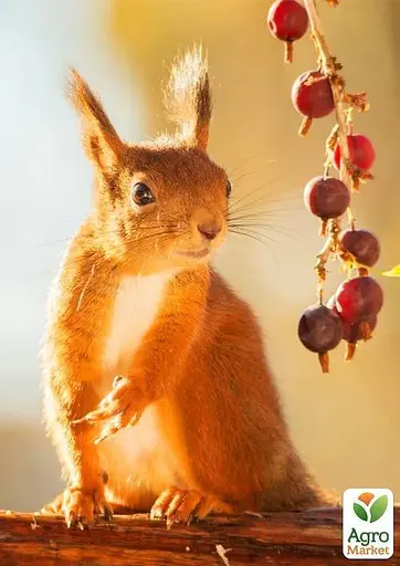 Крыжовник на штамбе Agro-Market "Сенатор" (средний срок созревания) (44847) 1 саженец в упаковке - фото 6