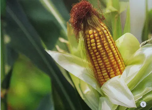 Зорові диктанти з української мови. 2 клас - фото 7