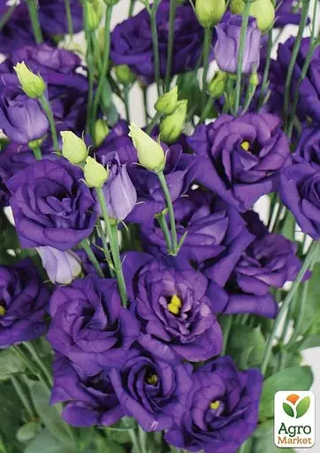 Эустома махровая "Mariachi Blue" укоренена в контейнере Р9 (50465) 1 саженец - фото 2