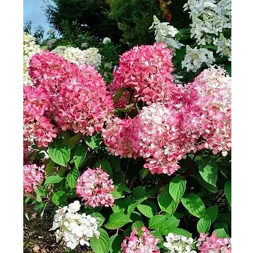Гортензія 3-х річна волотиста "Pink Diamond" (176643) 1 саженец - фото 1