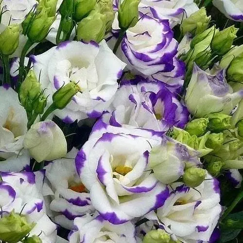 Эустома махровая "Arena Blue Picotee" укоренена в контейнере Р9 (50683) 1 саженец - фото 1