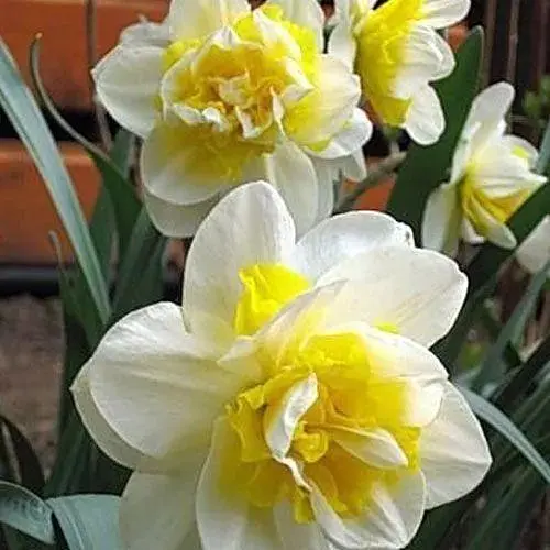 Нарцисс "White Lion" 2 шт (17158) - фото 1