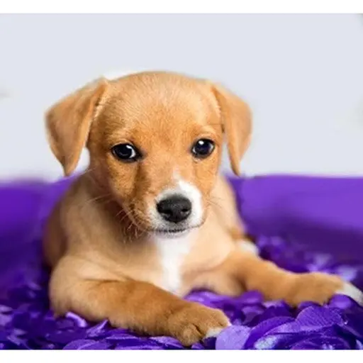 Алмазна мозаїка картини за номерами зі стразами на підрамнику "Мій друг" 30*30 см (ME21359) - фото 1