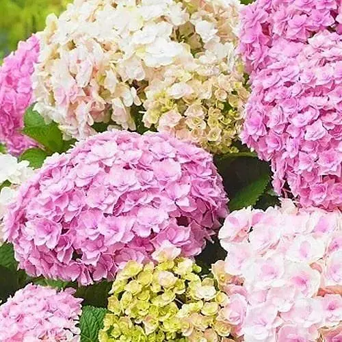 Гортензия крупнолистая 2-летняя "Doppio Nuvola" высота саженца 20-40см (186581) 1 саженец - фото 1