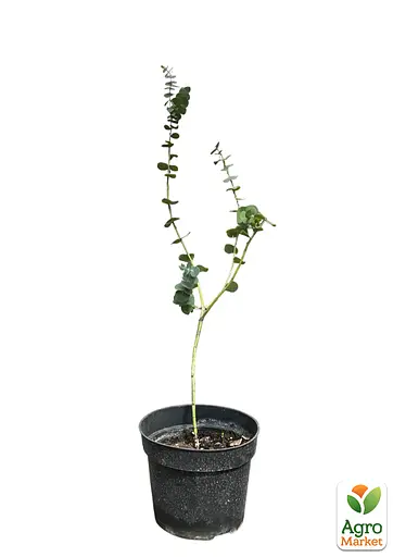 Евкаліпт кімнатний "Silver drop" 2х річний саджанець висота 40-50см (62279) 1 саджанець - фото 2