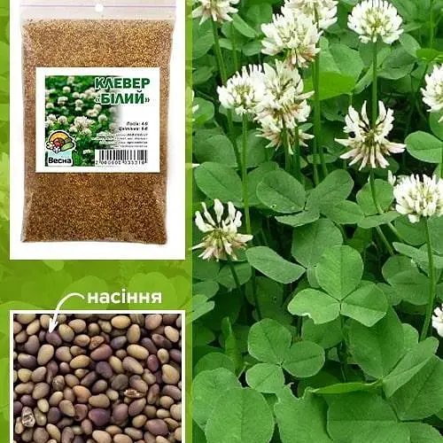 Клевер "Белая" Весна 100г (19323) - фото 2
