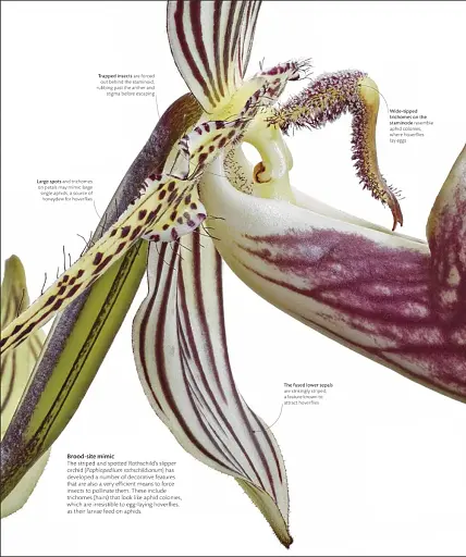 The Science of Plants - фото 15