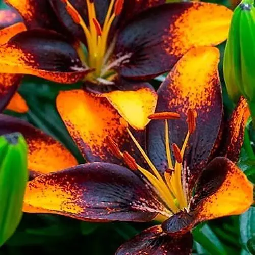 Лілія Горщикова "Trendy Las Palmas" (176160) 1 шт - фото 1