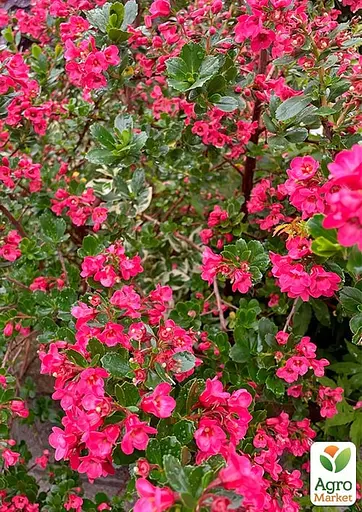 Ескалонія "Donard Radiance" (177267) 1 саженец - фото 2