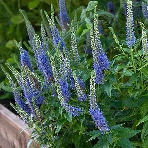 Вероніка королівська "Royale Blue" вазон С2 (188415) 1 саженец - фото 1