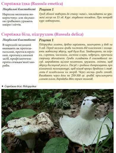 У пошуках грибного царства - фото 7