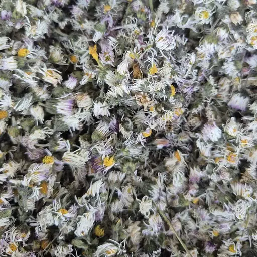 100 г маргаритка многолетняя махровая трава  - свежий урожай