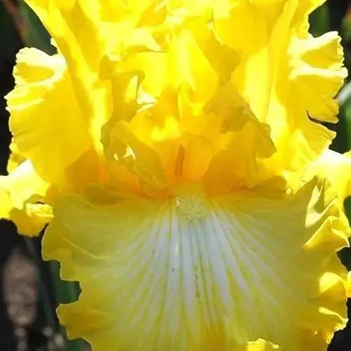 Ирис бородатый крупноцветковый "That's all Folks" 1 шт (41142) - фото 1