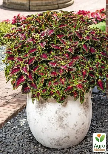 Колеус Stained Glassworks Spacecake 1 саженец (182531) - фото 2