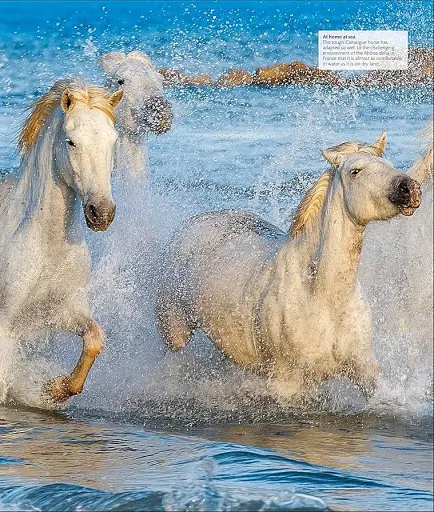 The Horse Encyclopedia (new edition) - фото 8