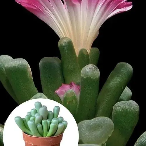 Літопси Agro-Market Живі Камені (Frithia Pulchra) (50778) 1 саджанець в упаковці (кімнатний) Нідерланди - фото 3