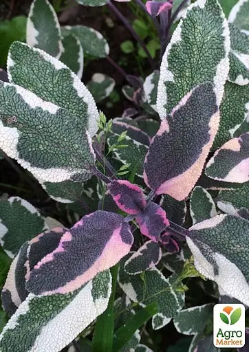 Шавлія "Tricolor" (51756) 1 саженец - фото 3