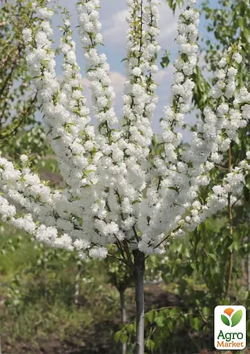 Мигдаль декоративний Agro-Market "Біле вітрило" на штамбі (вік від 2-х років, висота 150-190 см) (52702) 1 саджанець в упаковці - фото 3