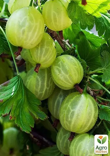 Штамбовий аґрус Agro-Market "Мукуринес" (Mukurines) (пізній термін дозрівання) (45692) 1 саджанець в упаковці - фото 2