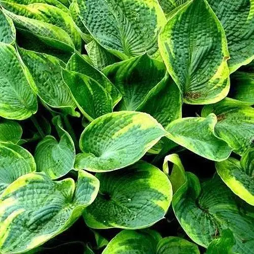 Хоста "Tokudama" 1 шт (25311) (Корневище) - фото 1