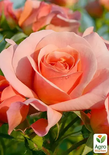 Роза в контейнере флорибунда "Aprikola" (саженец класса АА+) (180852) 1 саженец - фото 3