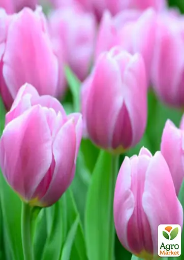 Тюльпан "Synaeda Amor" (186314) 2 шт - фото 2