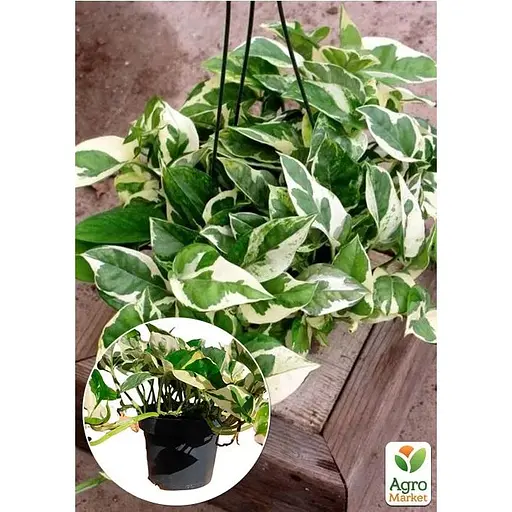 Эпипремнум Agro-Market Н-Джой 20-30 см (189013) 1 саженец в упаковке комнатный - фото 1