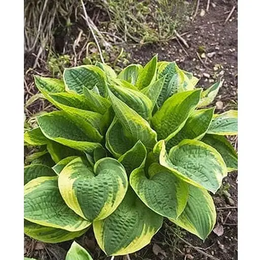Хоста гібридна "Wide Brim" С3 (181340) 1 саженец - фото 1