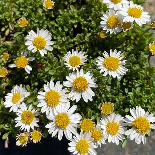 Эригерон Альпийский (мелколепестник горный) (189542) 1 саженец в упаковке - фото 1