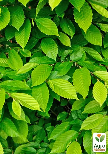 Граб обыкновенный "Fastigiata" С10 (180077) 1 саженец - фото 3