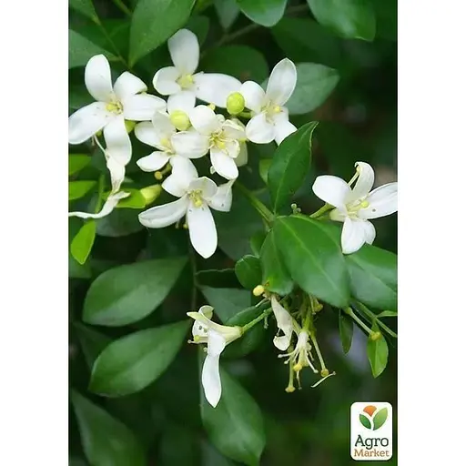 Мурайя волотиста Agro-Market (Апельсиновий Жасмин ) (42992) 1 саджанець в упаковці  - фото 1