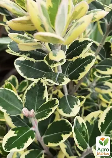 Метросидерос Variegata высота 50 - 60 см 1 саженец (182791) - фото 2