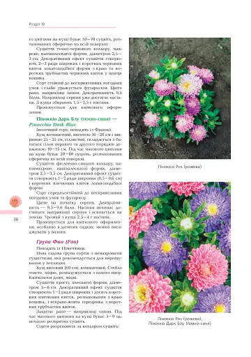 Айстри. Біологічні особливості. Вирощування. Використання. Сорти - фото 2