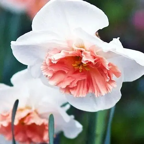 Нарцисс "Precocious" 2 шт (43147) - фото 1