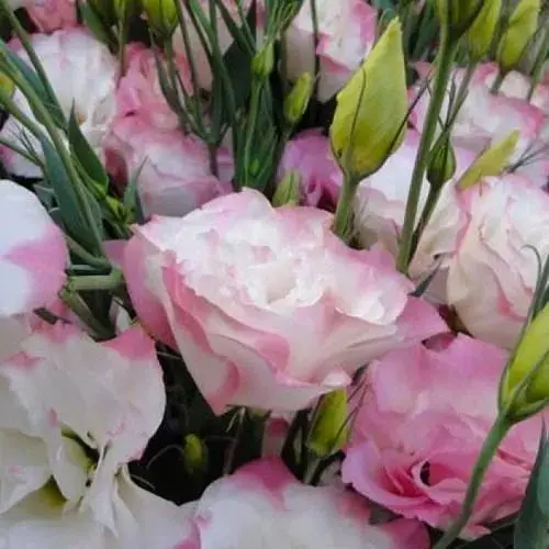 Эустома махровая "Dream White Pink" укоренена в контейнере Р9 (51990) 1 саженец - фото 1