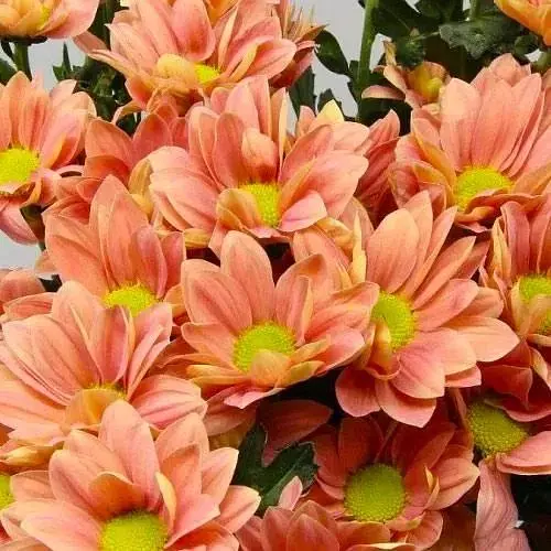 Хризантема мультифлора шаровидная "Frejus Orange" (189652) 1 саженец - фото 1