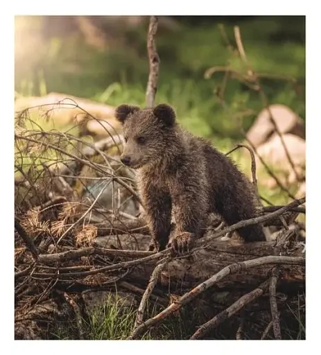 This Book Is Literally Just Pictures of Tiny Animals That Will Make You Smile - фото 5