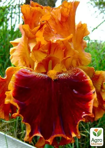 Ирис бородатый крупноцветковый "Copatonik" 1 шт (25680) 1 шт - фото 3