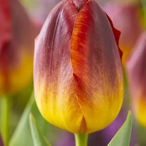 Тюльпан "Amberglow" (186274) 2 шт - фото 1